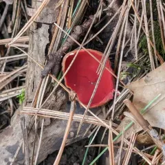 Scarlet Elfcup thumbnail 5