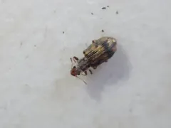 Cartodere bifasciata thumbnail 3