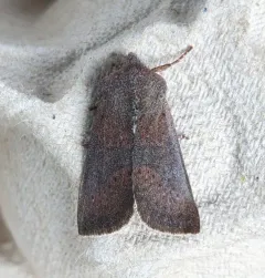 Orthosia pulchella thumbnail 2