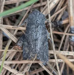 Citrus Cutworm thumbnail 1