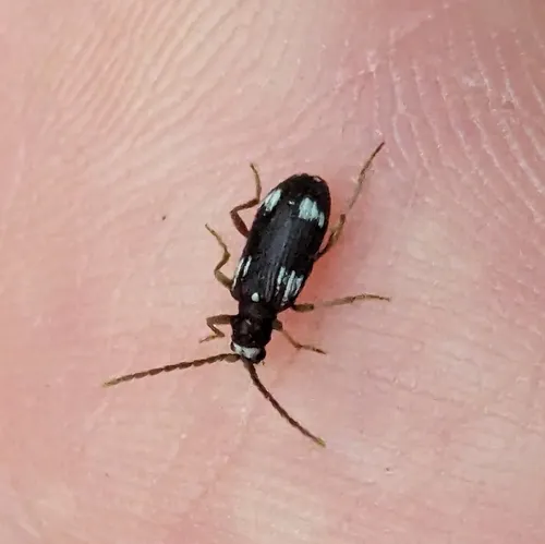 Six-spot Spider Beetle
