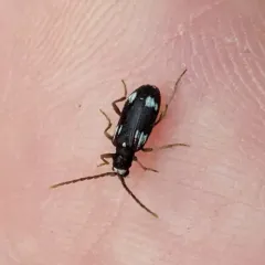 Six-spot Spider Beetle thumbnail 1