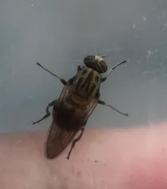 Yellow-spotted Sapeater thumbnail 3