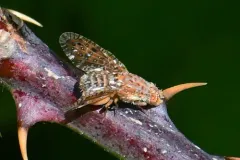 Paracantha gentilis thumbnail 1