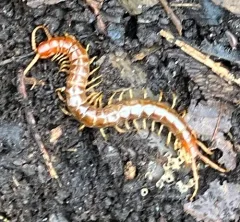 Eastern Red Centipede thumbnail 1