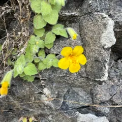 Liverwort Monkey-Flower thumbnail 3