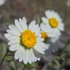 whitedaisy tidytips thumbnail 1