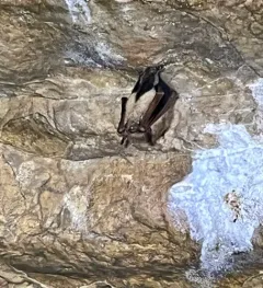 Tricolored Bat thumbnail 2