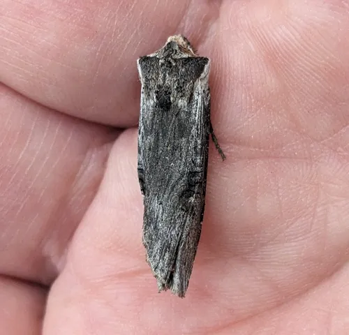 Bruce's Swordgrass Moth