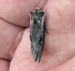 Bruce's Swordgrass Moth thumbnail 1