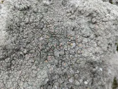 Coral Saucer thumbnail 3