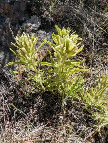 John Day paintbrush