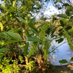 Pacific Willow thumbnail 4
