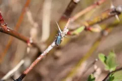 Malachius auritus thumbnail 1