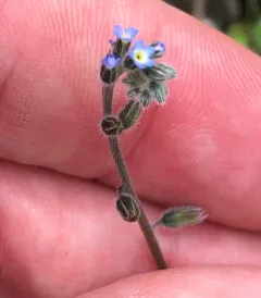 Early Forget-me-not thumbnail 3