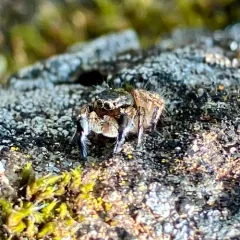 Hirsute Paradise Spider thumbnail 3