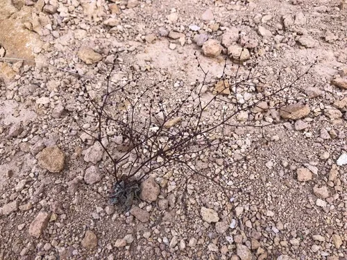 hooker's wild buckwheat