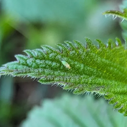 Trioza albifrons