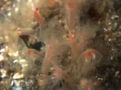 Phoronopsis harmeri thumbnail 4