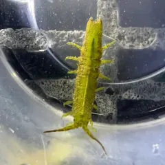 Eelgrass Isopod thumbnail 4
