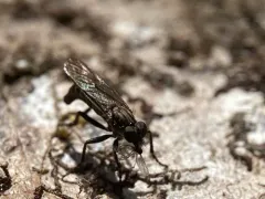Lasiopogon fumipennis thumbnail 3