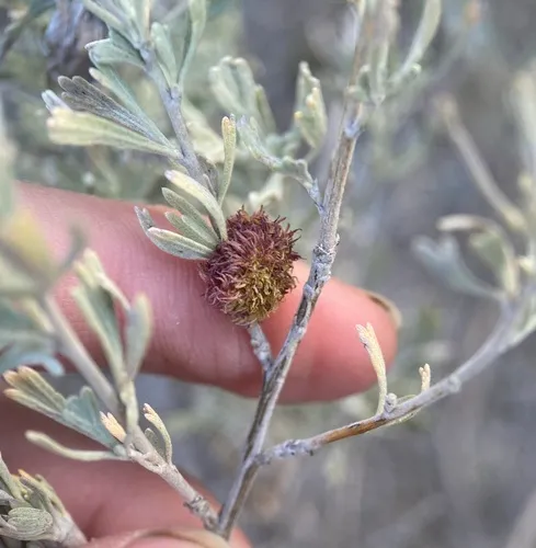 sagebrush medusa gall midge