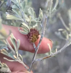 sagebrush medusa gall midge thumbnail 1