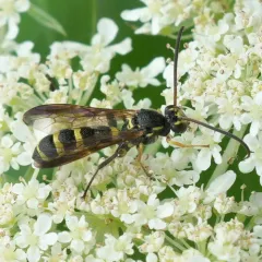 Metopius pollinctorius thumbnail 1
