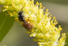 Lasioglossum aspilurum thumbnail 2