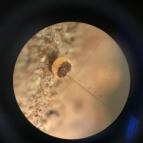 Ascobolus michaudii