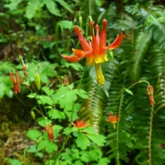 western columbine thumbnail 4
