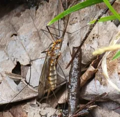 Tipula collaris thumbnail 4