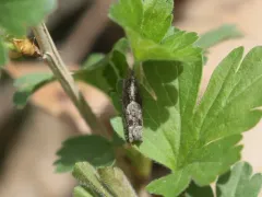 Bare-patched Leafroller Moth thumbnail 3