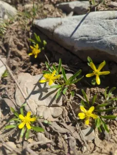 Utah buttercup thumbnail 3