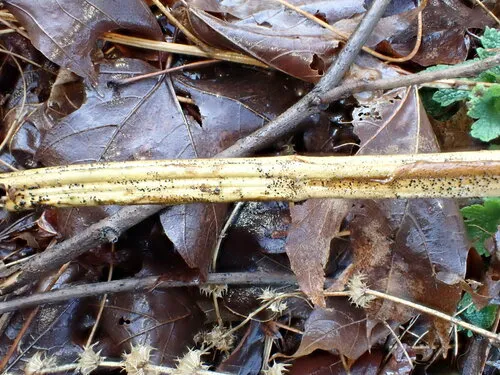 nettle rash