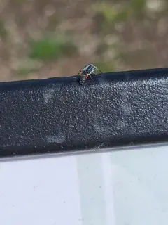 Malachius auritus thumbnail 2