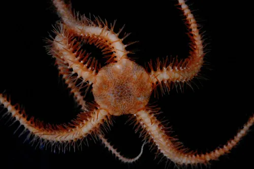 Ophiacantha eurypoma