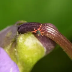 Blue Oat Mite thumbnail 3