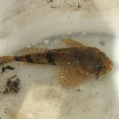 Mottled Sculpin thumbnail 3