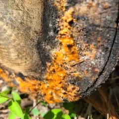 deer vomit thumbnail 3