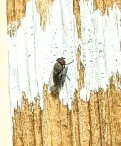 Houdini Fly thumbnail 2