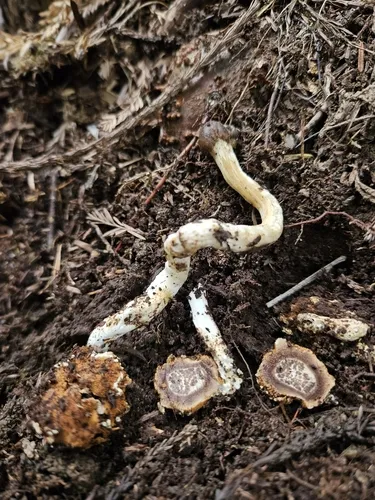 Tolypocladium rouxii
