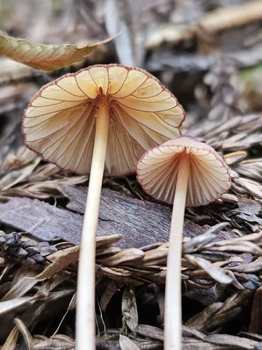 Mycena subsanguinolenta