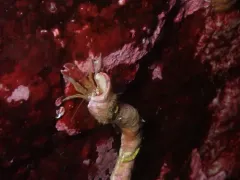 Toothshell Hermit thumbnail 2