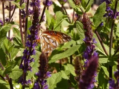 Gulf Fritillary thumbnail 2