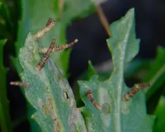 Coleophora vancouverensis thumbnail 2