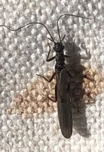 Appalachian Needlefly