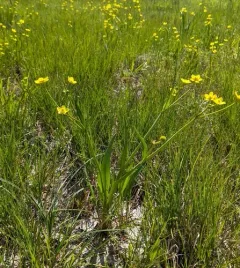 Plantainleaf Buttercup thumbnail 3