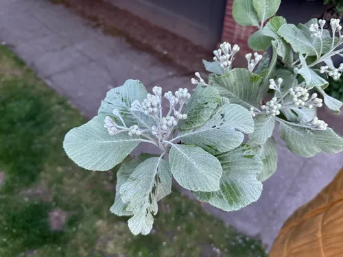 Whitebeam