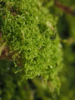 Turner's Threadwort thumbnail 2